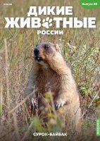 Дикие животные России № 46: Сурок-байбак Дикие животные России