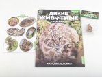 Дикие животные России № 48: Амурский лесной кот Дикие животные России, фото 2