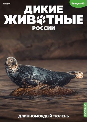 Дикие животные России № 43: Длинномордый тюлень Дикие животные России