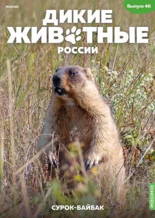 Дикие животные России № 46: Сурок-байбак Дикие животные России