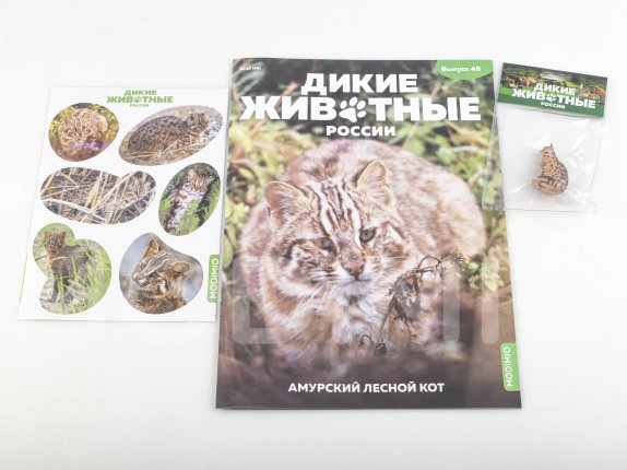 Дикие животные России № 48: Амурский лесной кот Дикие животные России, фото 2